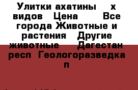 Улитки ахатины  2-х видов › Цена ­ 0 - Все города Животные и растения » Другие животные   . Дагестан респ.,Геологоразведка п.